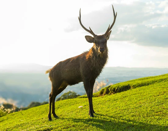 אייל גדול - אתר סיפור קטן