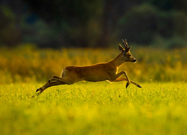 במבי | סיפור לילדים לפני השינה חינם - סיפור קטן 2024 במבי בורח מבני אדם - אתר סיפור קטן