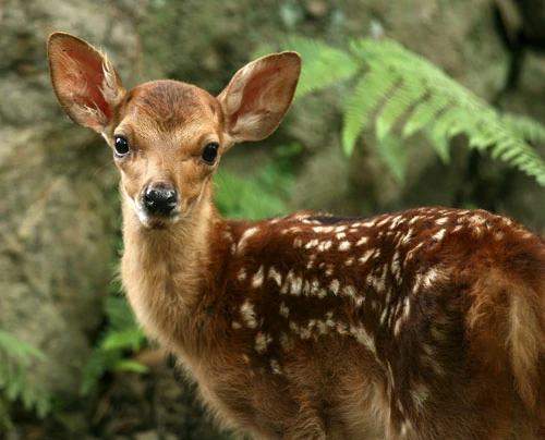 במבי הצעיר - אתר סיפור קטן