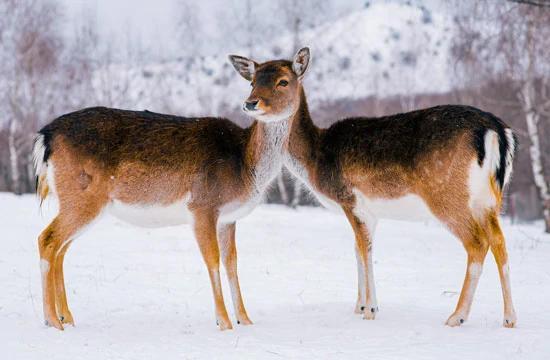 במבי ופאלין בחורף - אתר סיפור קטן