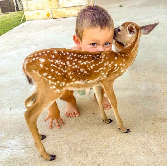 במבי | סיפור לילדים לפני השינה חינם - סיפור קטן 2024 עם בני אדם מסיפור במבי אתר סיפור קטן